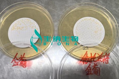 依托泊苷 金葡回收率.jpg